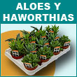 Aloes y Haworthias