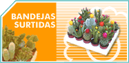 Bandejas Surtidas