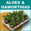 Aloes and Haworthias