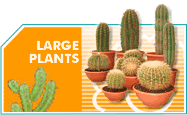 Large plants